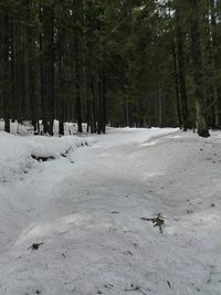 Scenic view of trees in forest during winter