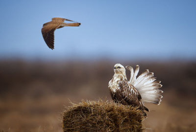 Rough-legged buzzard and kestrel against sky