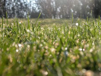 Plant growing on grassy field