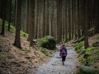 Rear view of woman walking on footpath amidst trees in forest