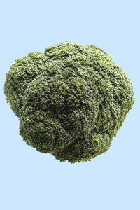 Close-up of tree over white background