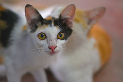 Close-up portrait of a cat