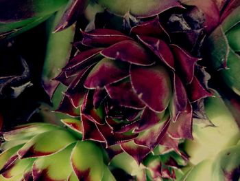 Close-up of rose plant