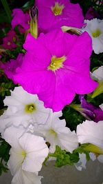 Close-up of pink flowers