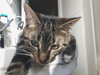 Close-up portrait of a cat