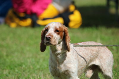 Close-up of dog on field