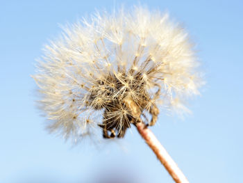 Close-up of dandelion flower against the sky