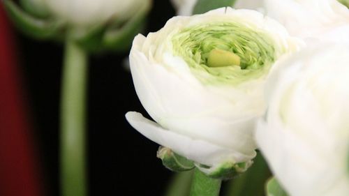 Close-up of white flower blooming outdoors