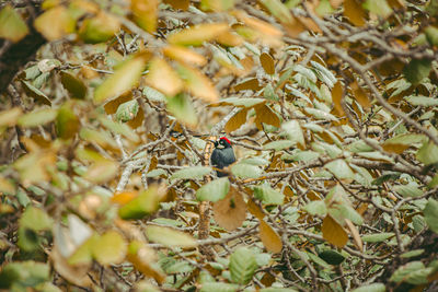 Bird perching on a tree