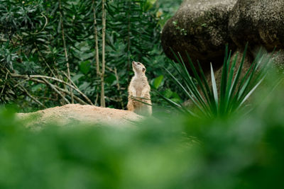 Meerkat looking away while rearing on rock