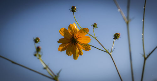 Close-up of yellow cosmos flowers blooming against clear sky