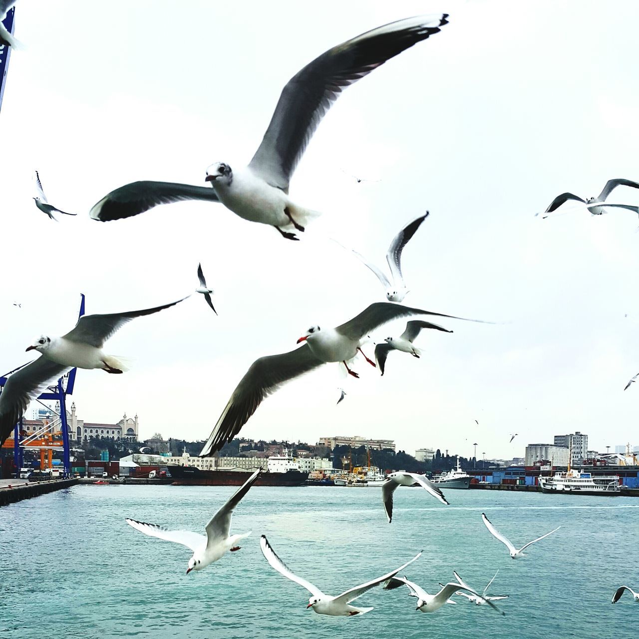 bird, flying, animal themes, animals in the wild, spread wings, seagull, wildlife, mid-air, architecture, built structure, building exterior, city, water, sky, flock of birds, sea bird, animal wing, river, day