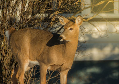 Close-up of deer standing against tree