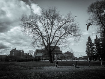 Bare trees in park