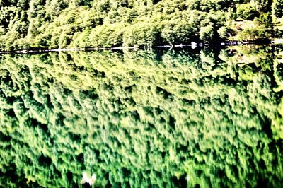 Full frame shot of trees in forest