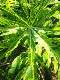 High angle view of plant leaves on field