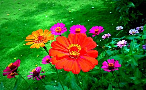 Close-up of pink flower