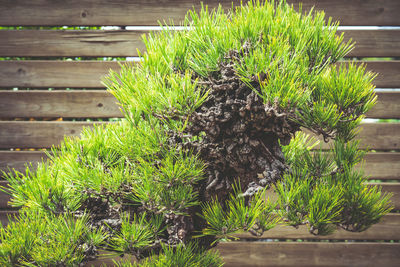 Close-up of plant growing on field