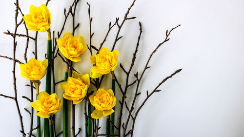 Close-up of yellow flowers