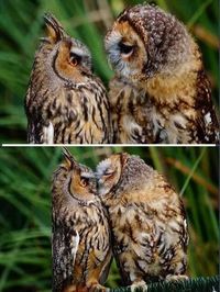 animal themes