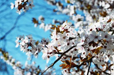 Low angle view of cherry blossoms