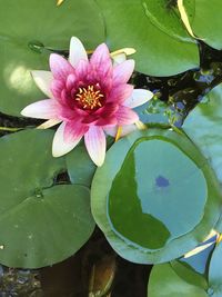 Close-up of lotus water lily in lake