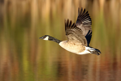 Bird flying over lake