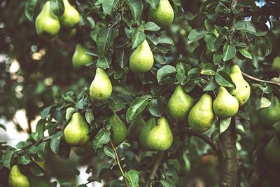 Close-up of fruits on tree