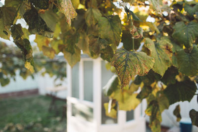 Close-up of fresh green plant