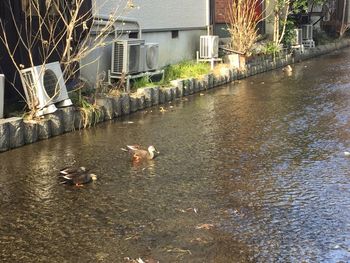 Birds in water