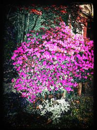 Close up of pink flowers