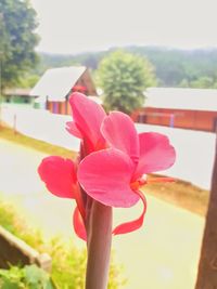 Close-up of pink flowering plant against sky