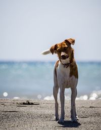 Dog looking at camera