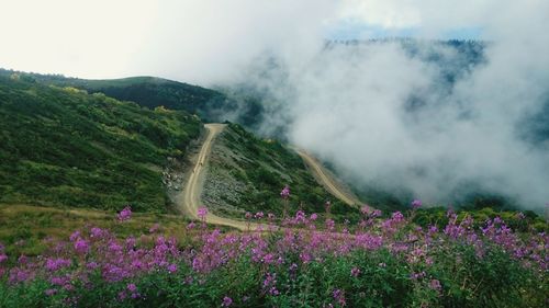 Scenic view of flowering plants on land against sky