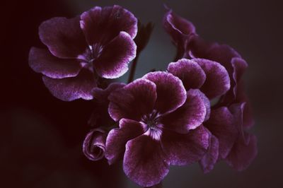 Close-up of purple flowers blooming outdoors