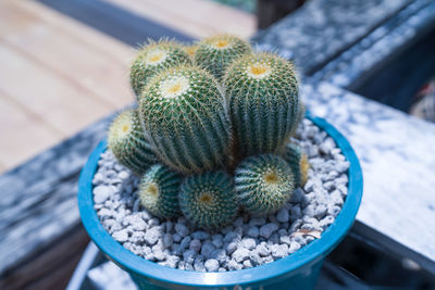 High angle view of succulent plant in pot