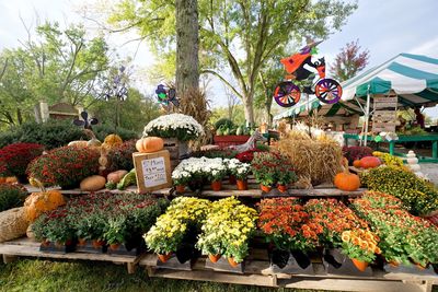 Various flowers for sale in market