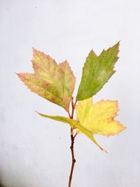 Close-up of maple leaf on white background