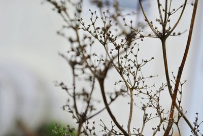 Low angle view of flowering plant against sky