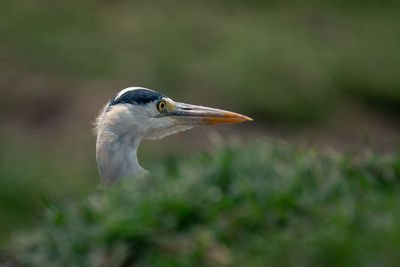 Close-up of grey heron