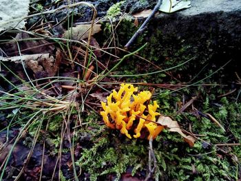 Close-up of yellow flowers blooming outdoors