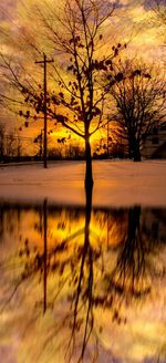 Silhouette of trees at sunset