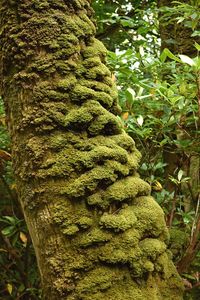 Low angle view of moss growing on tree trunk