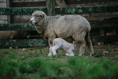Sheep in a field