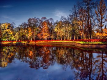 Reflection of trees in water