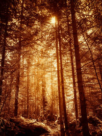 Sun shining through trees in forest