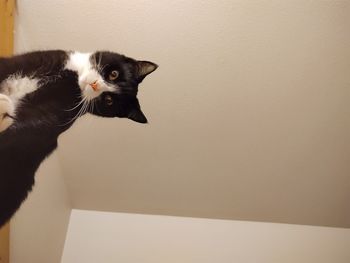 Close-up portrait of a cat on wall