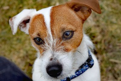 Close-up portrait of dog