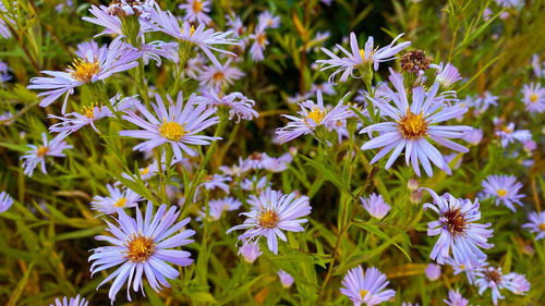 Close-up of purple flowering plants