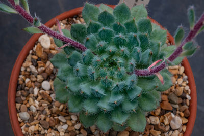 High angle view of succulent plant